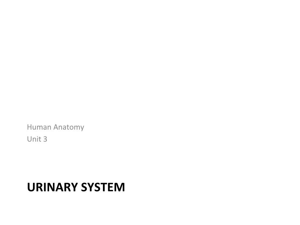 URINARY SYSTEM Components