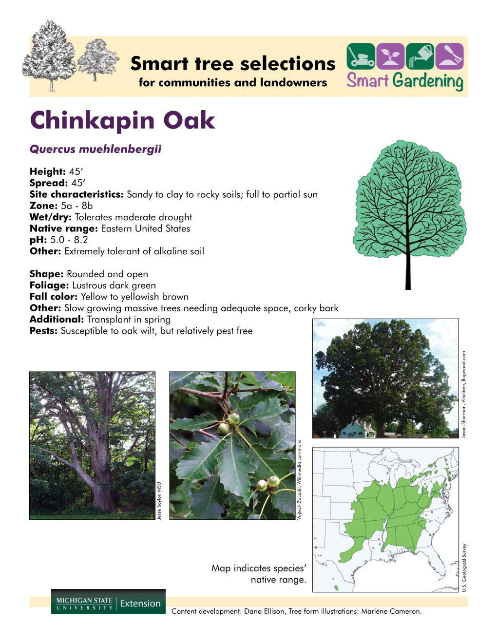 Chinkapin Oak Quercus Muehlenbergii