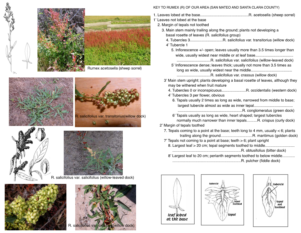 Key to Rumex (R) of Our Area (San Mateo and Santa Clara County)