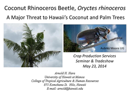 Coconut Rhinoceros Beetle, Oryctes Rhinoceros