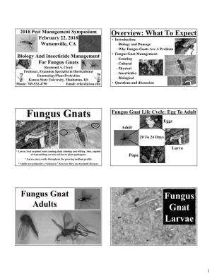 Biological Control of Fungus Gnats