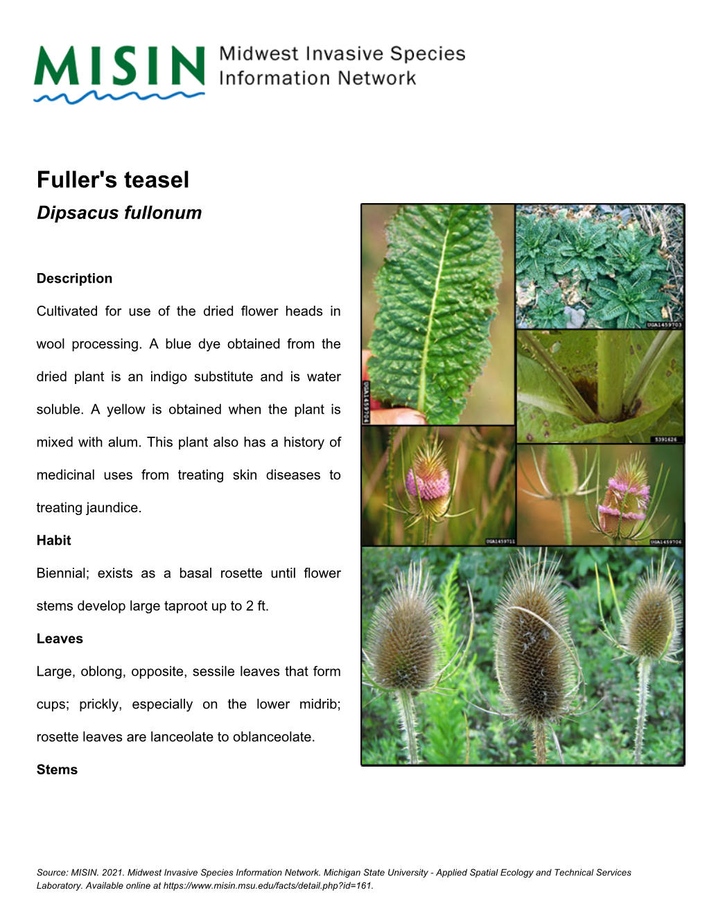 Fuller's Teasel Dipsacus Fullonum