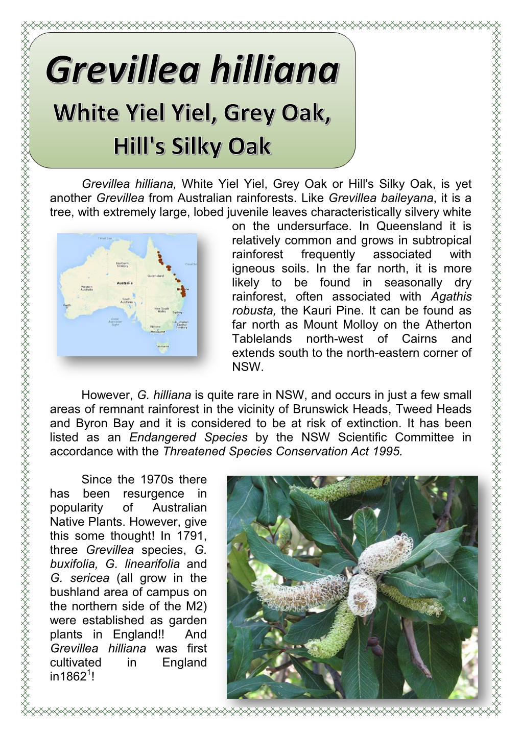 Grevillea Hilliana, White Yiel Yiel, Grey Oak Or Hill's Silky Oak, Is Yet Another Grevillea from Australian Rainforests