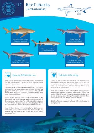 17 Reef Sharks (Carcharhinidae)