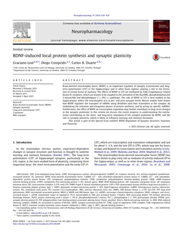 BDNF-Induced Local Protein Synthesis and Synaptic Plasticity