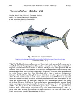 Thunnus Atlanticus(Blackfin Tuna)