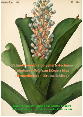 Palinotaxonomia Do Gênero Aechmea Subgênero Ortgiesia (Regel) Mez (Bromeliaceae – Bromelioideae)