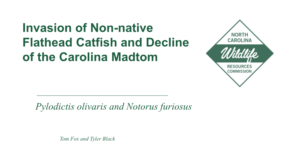 Invasion of Non-Native Flathead Catfish and Decline of the Carolina Madtom