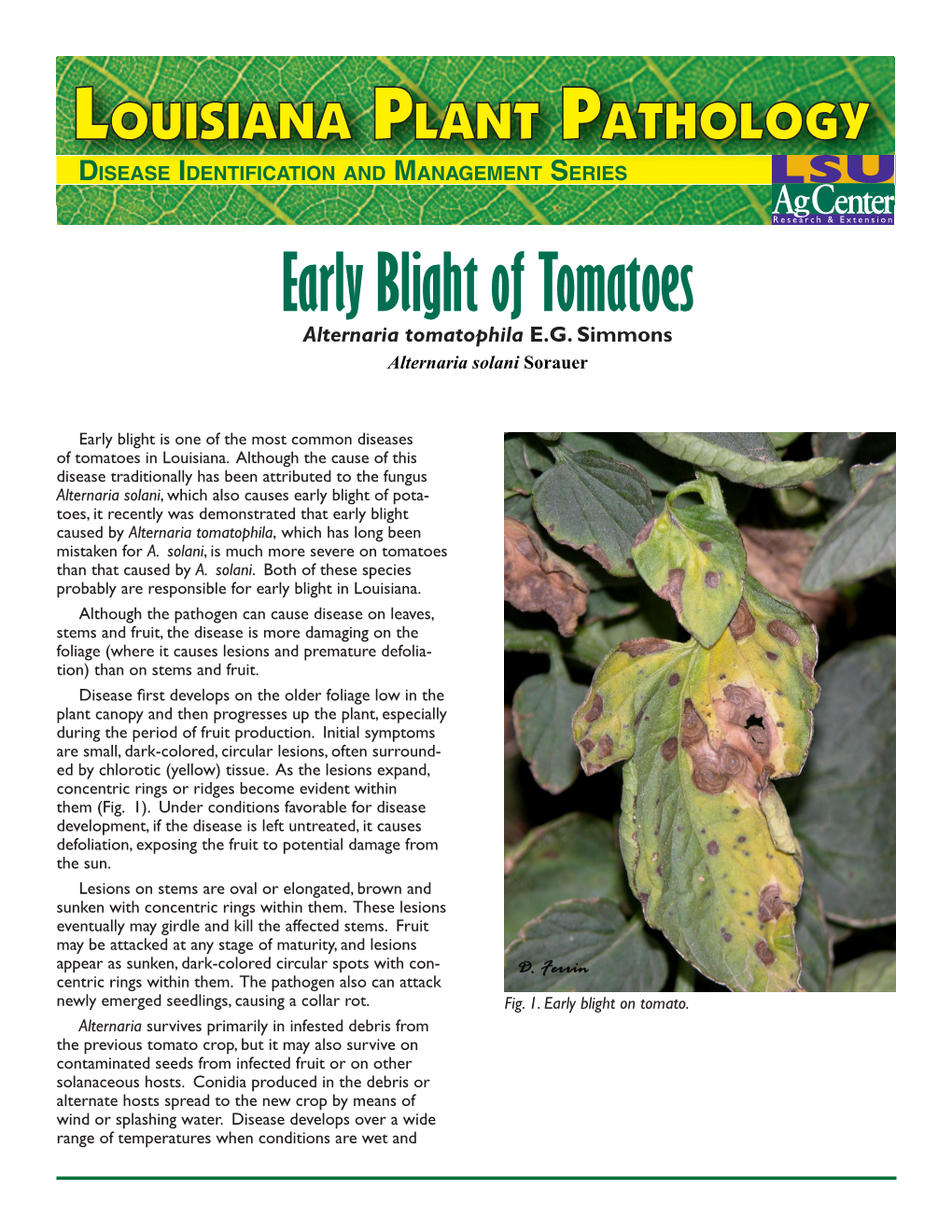 Early Blight of Tomatoes Alternaria Tomatophila E.G