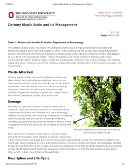 Cottony Maple Scale and Its Management | Ohioline