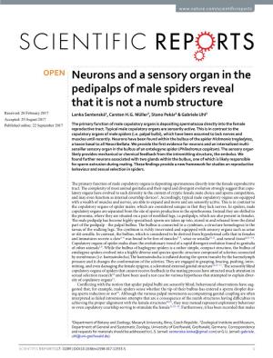 Neurons and a Sensory Organ in the Pedipalps of Male Spiders Reveal That It Is Not a Numb Structure Received: 28 February 2017 Lenka Sentenská1, Carsten H.G