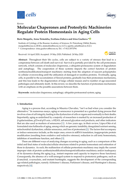 Molecular Chaperones and Proteolytic Machineries Regulate Protein Homeostasis in Aging Cells