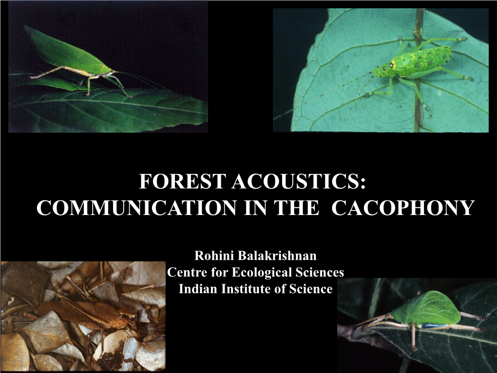 Forest Acoustics: Communication in the Cacophony