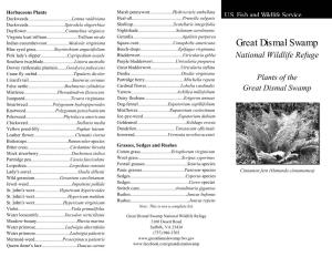 Plants of the Great Dismal Swamp