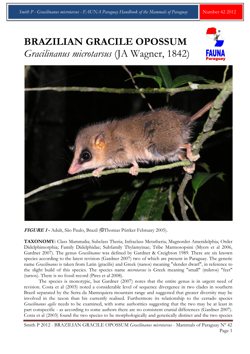 BRAZILIAN GRACILE OPOSSUM Gracilinanus Microtarsus (JA Wagner, 1842)