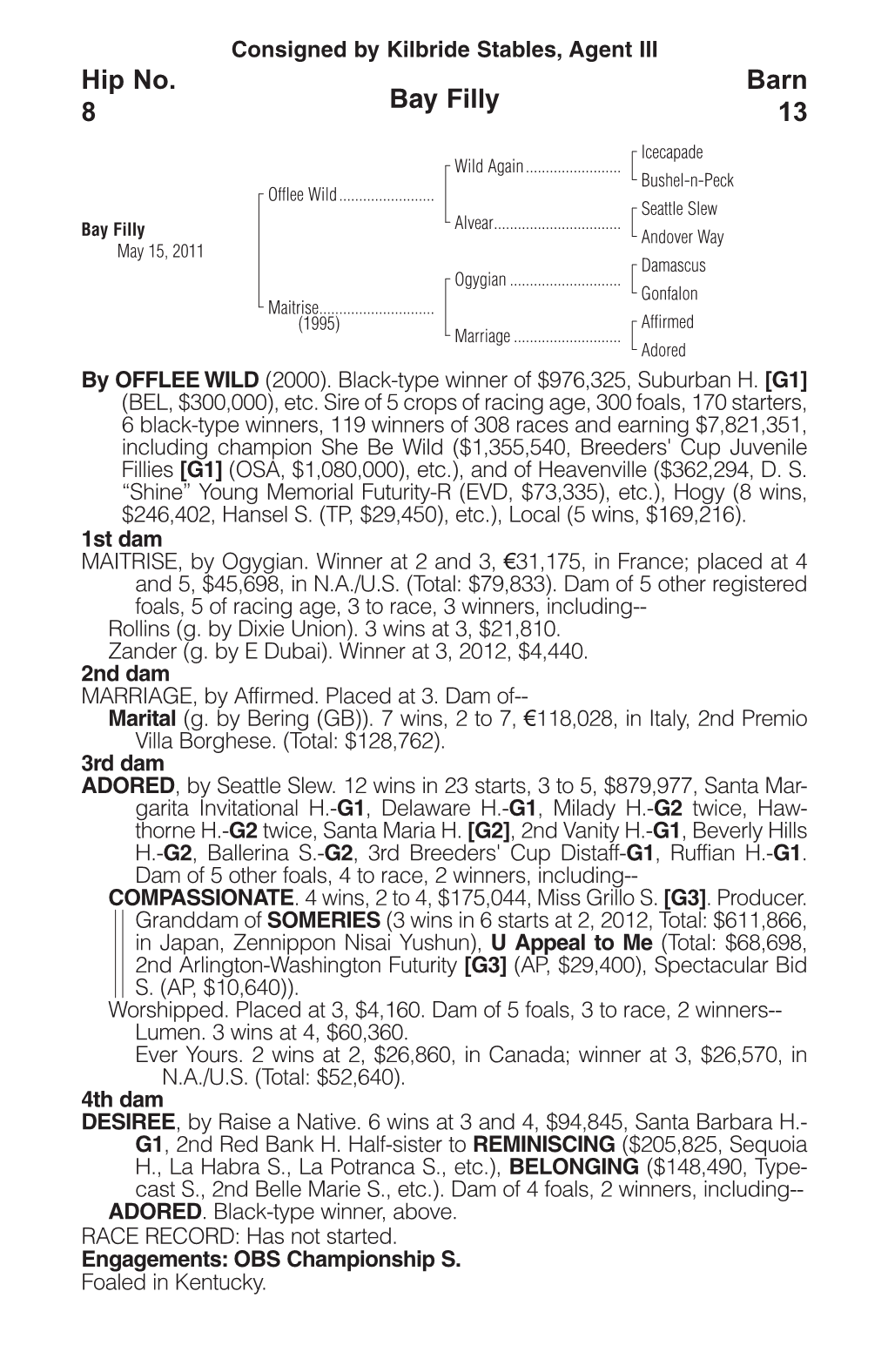 Bay Filly Barn 13 Hip No. 8