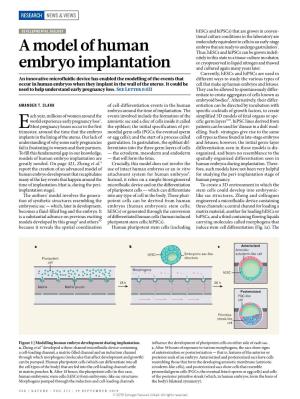 A Model of Human Embryo Implantation