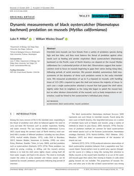 Dynamic Measurements of Black Oystercatcher (Haematopus
