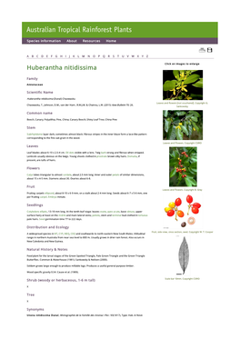 Huberantha Nitidissima Click on Images to Enlarge