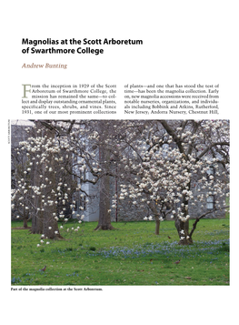 Magnolias at the Scott Arboretum of Swarthmore College