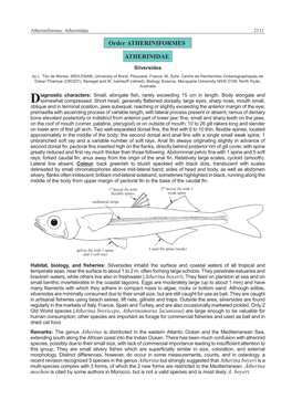 Atheriniformes : Atherinidae