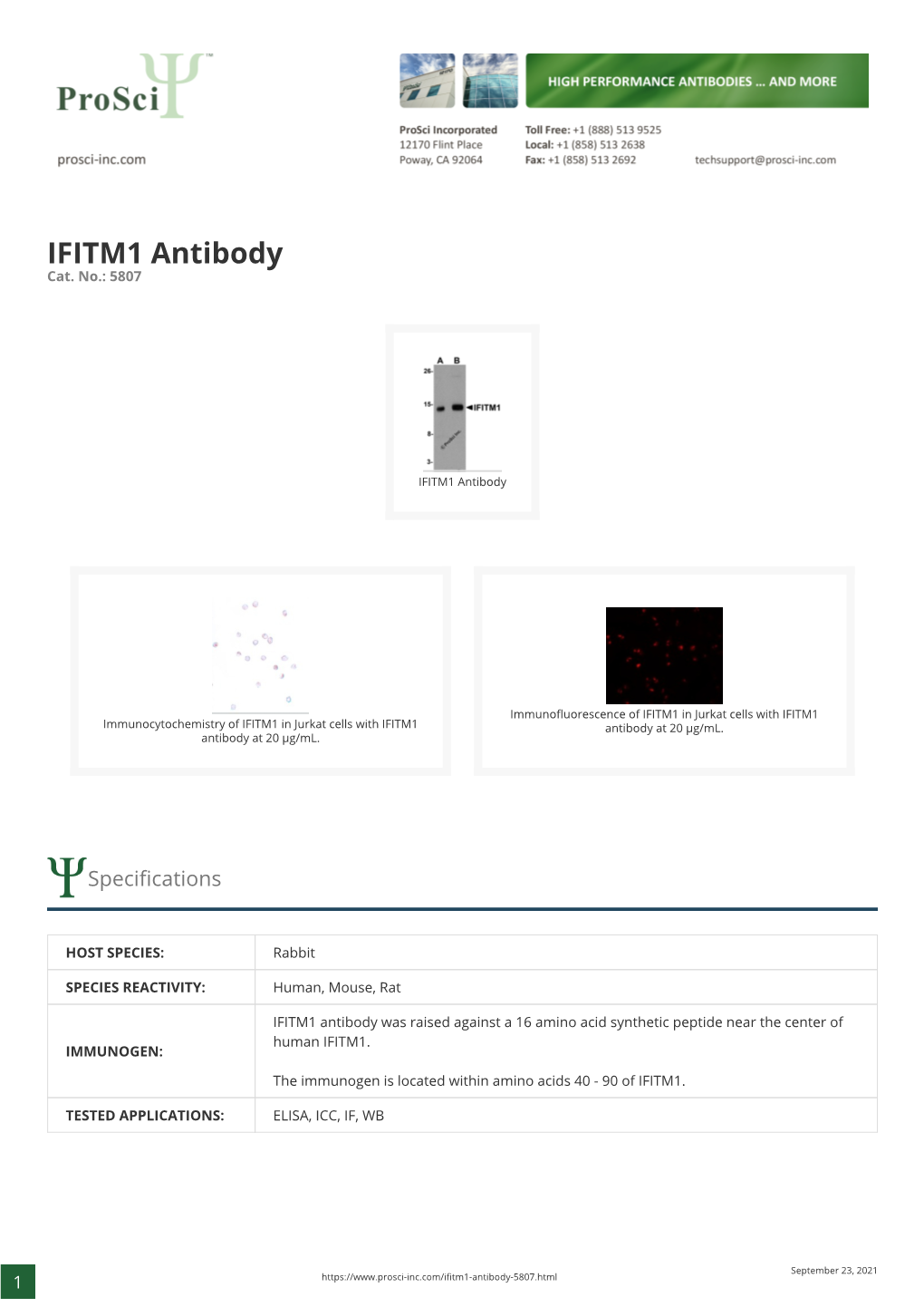 IFITM1 Antibody Cat