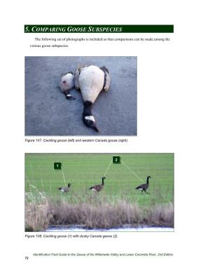 5. Comparing Goose Subspecies