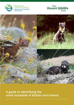 A Guide to Identifying the Small Mustelids of Britain and Ireland the Small Mustelids Or Weasel Family