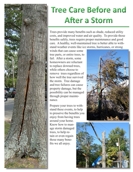 Tree Care Before and After a Storm