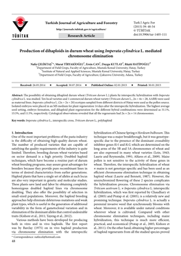 Production of Dihaploids in Durum Wheat Using Imperata Cylindrica L