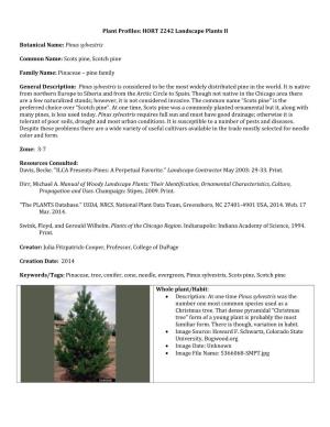 Pinus Sylvestris Common Name: Scots Pine, Scotch Pine Family Name