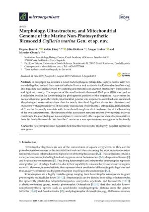Morphology, Ultrastructure, and Mitochondrial Genome of the Marine Non-Photosynthetic Bicosoecid Caﬁleria Marina Gen