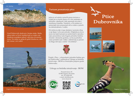Ptice Dubrovnika