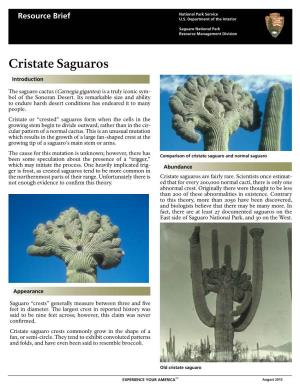 Cristate Saguaros