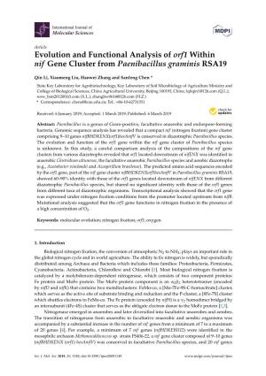 Evolution and Functional Analysis of Orf1 Within Nif Gene Cluster from Paenibacillus Graminis RSA19