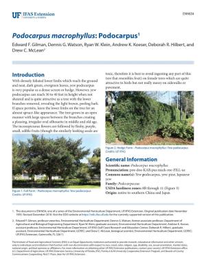 Podocarpus Macrophyllus: Podocarpus1 Edward F