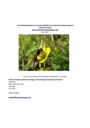 Tormentil Mining Bee on Cornwall Wildlife Trusts Bartinney Nature Reserve Patrick Saunders Nov