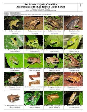 Amphibians of the San Ramón Cloud Forest 1 Brayan H