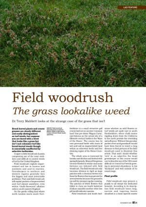 Field Woodrush the Grass Lookalike Weed