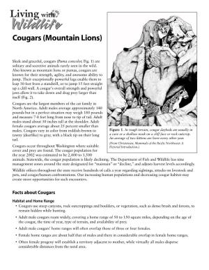 Cougars (Mountain Lions)