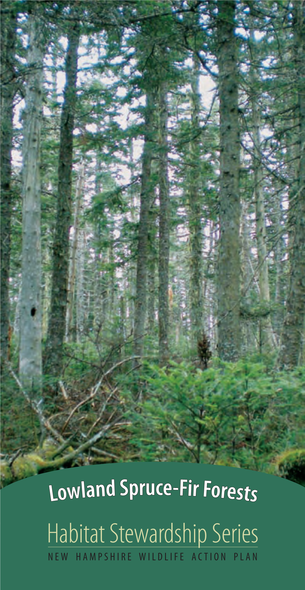 Lowland Spruce-Fir Forests