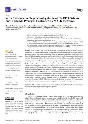 Actin Cytoskeleton Regulation by the Yeast NADPH Oxidase Yno1p Impacts Processes Controlled by MAPK Pathways
