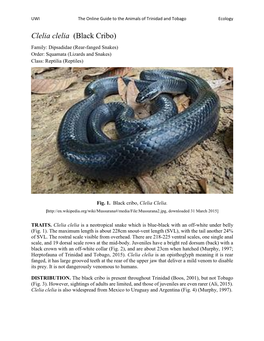Clelia Clelia (Black Cribo) Family: Dipsadidae (Rear-Fanged Snakes) Order: Squamata (Lizards and Snakes) Class: Reptilia (Reptiles)