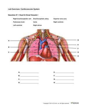 Lab Exercises: Cardiovascular System Question # 1: Heart & Great Vessels I