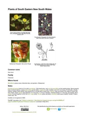 Trifolium Campestre Var. Campestre