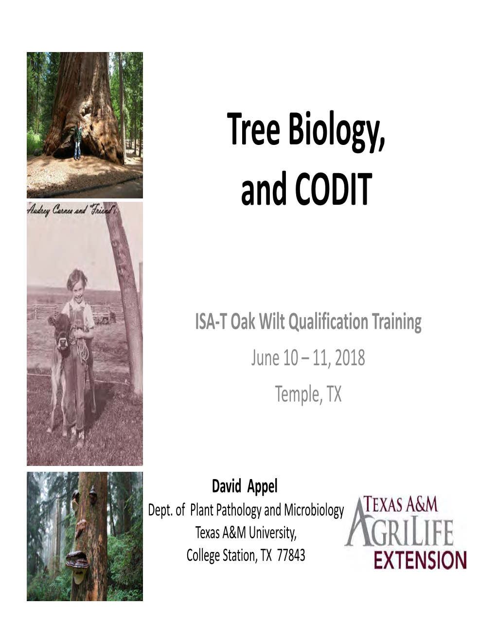 Tree Biology, and CODIT