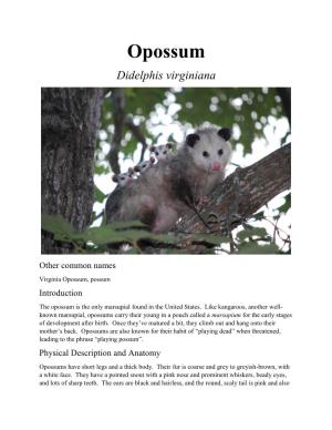Opossum Didelphis Virginiana