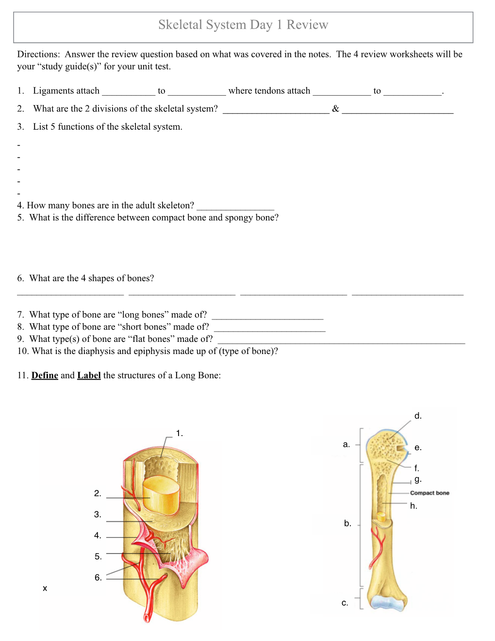 Skeletal System Day 1 Review