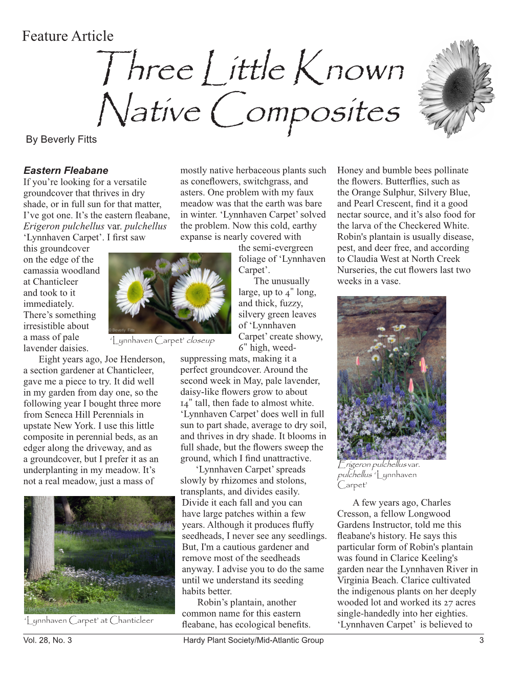 Three Little Known Native Composites by Beverly Fitts