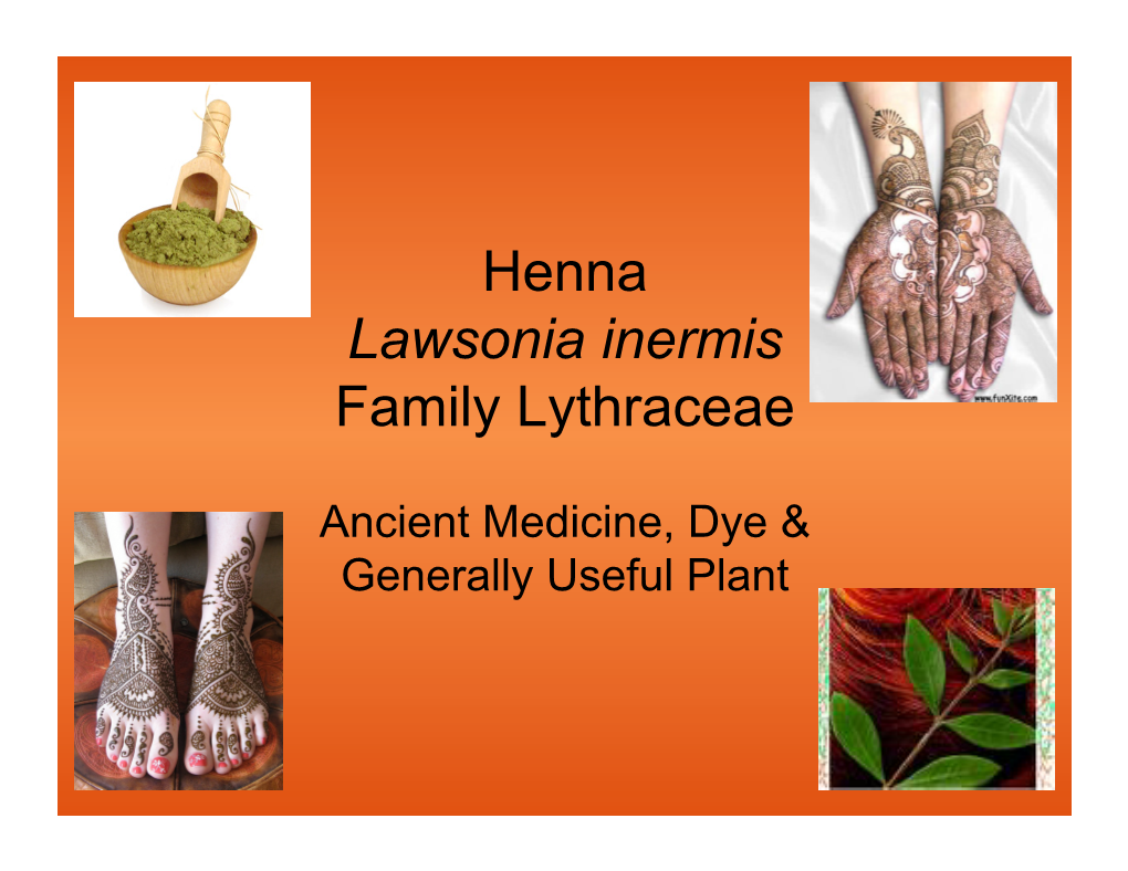 Henna Lawsonia Inermis Family Lythraceae